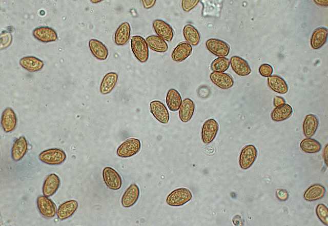 Galerina marginata (Batsch) K�hner